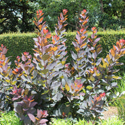 Cotinus Grace
