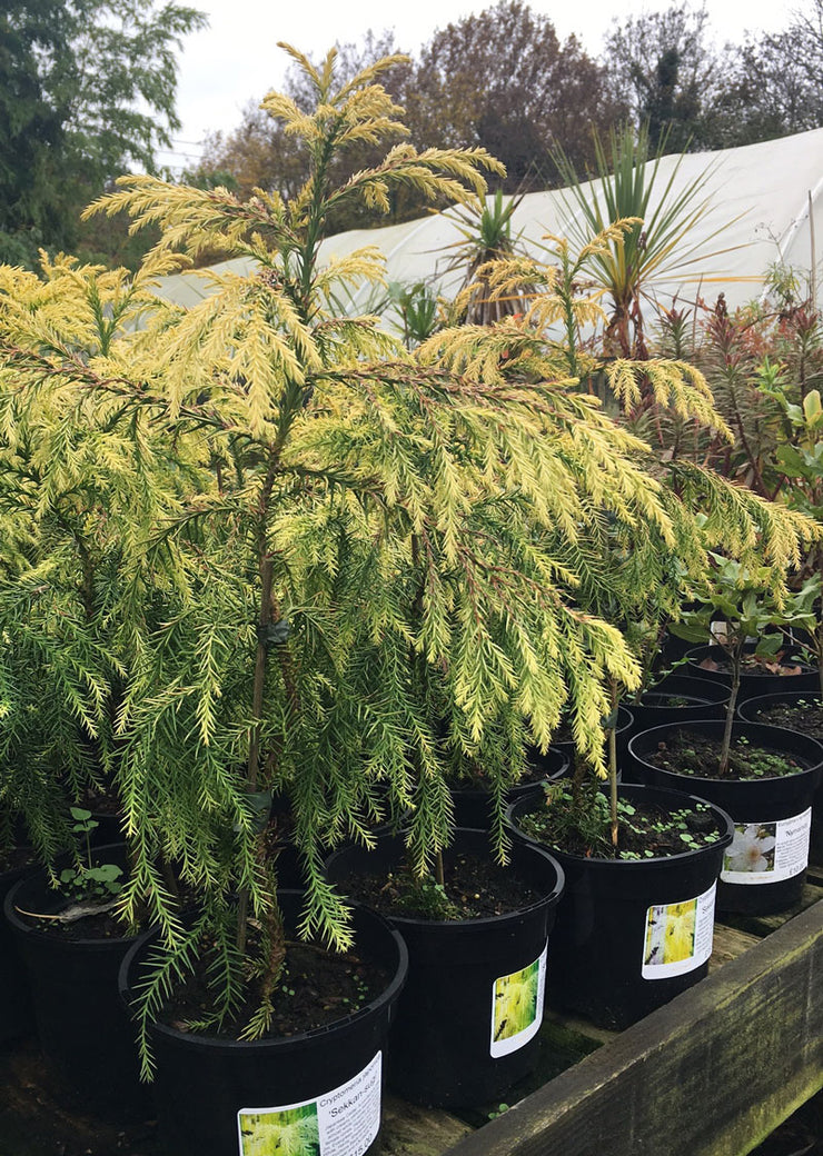 Cryptomeria japonica 'Sekkan-sugi'