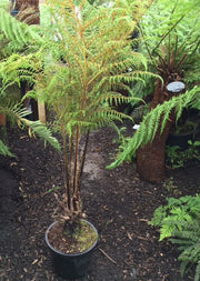Cyathea tomentosissima