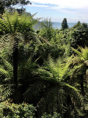 Cyathea australis