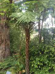 Cyathea cooperi 10ltr