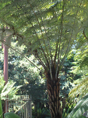 Cyathea dealbata