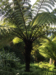 Cyathea medullaris