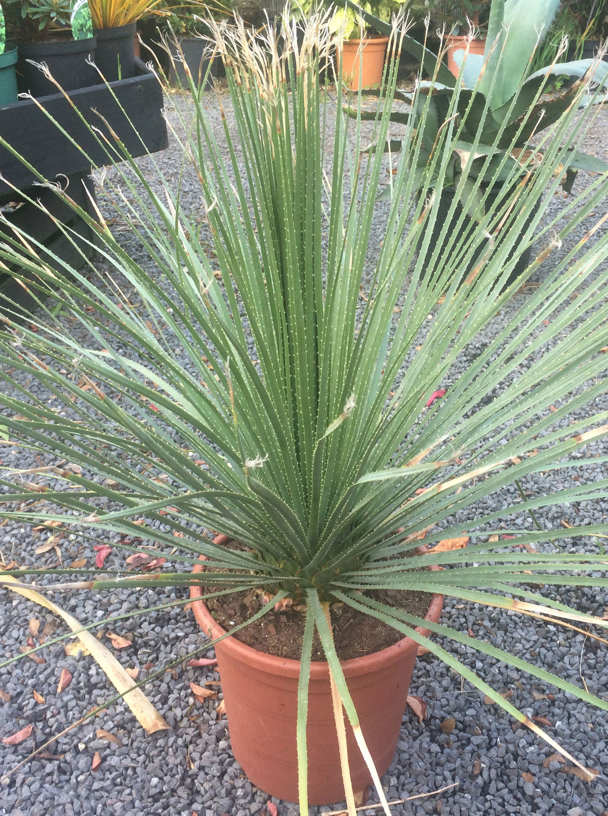 Dasylirion serratifolium
