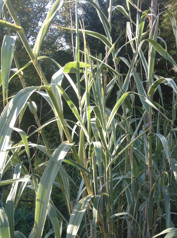 Arundo donax variegata ‘Ely’