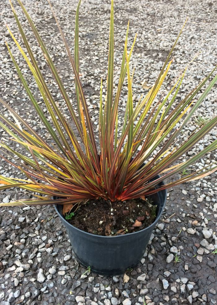 Libertia ixiodes 'Taupa Sunset’