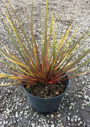 Libertia ixiodes 'Taupa Sunset’
