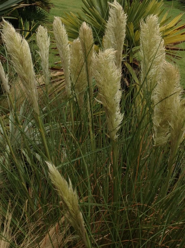 Cortaderia selloana White Feather