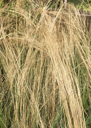 Stipa tenuisima
