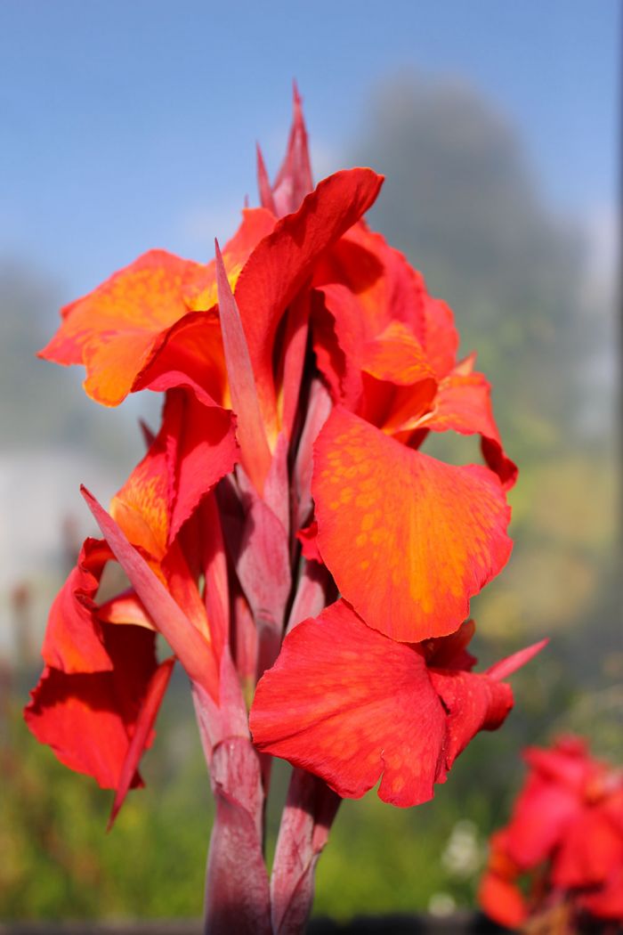 Canna Wintzer’s Colossal