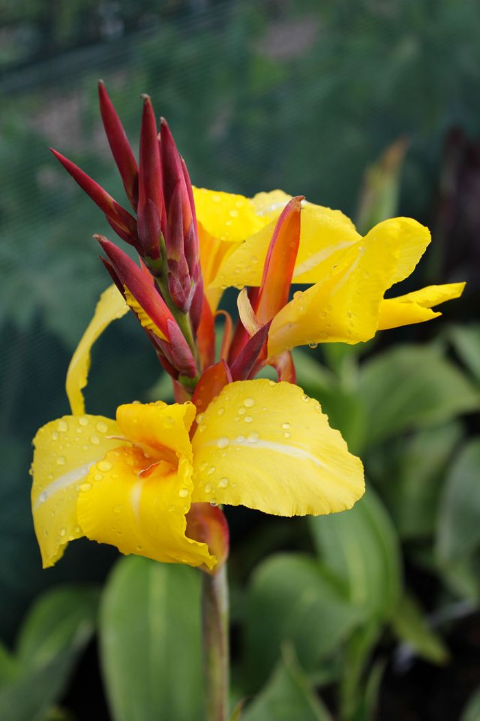 Canna stripped beauty