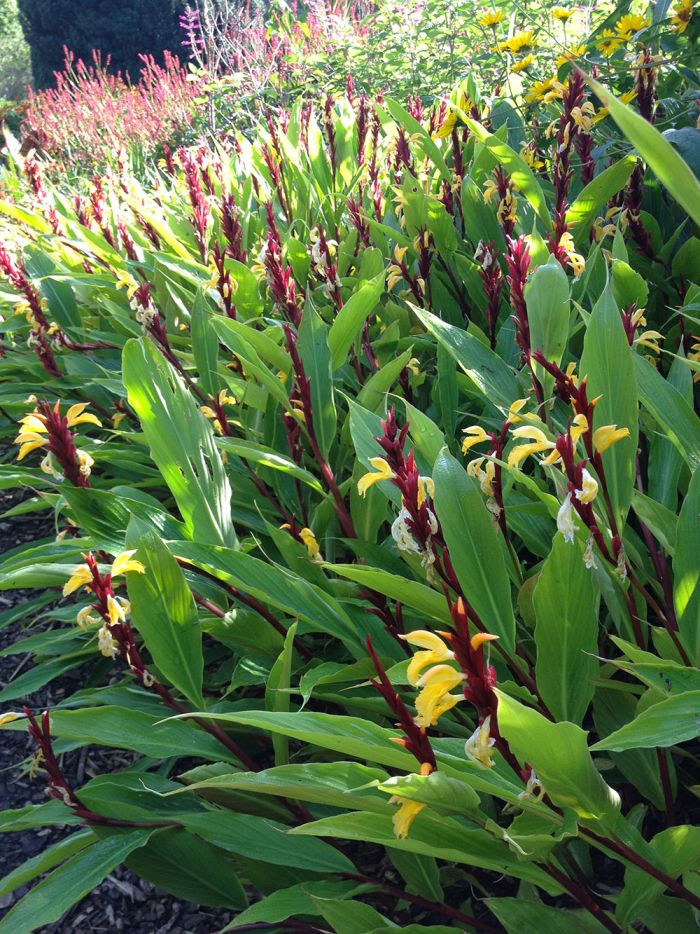 Cautleya robusta