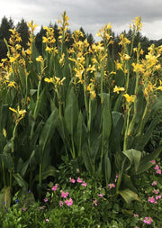 Canna Ra
