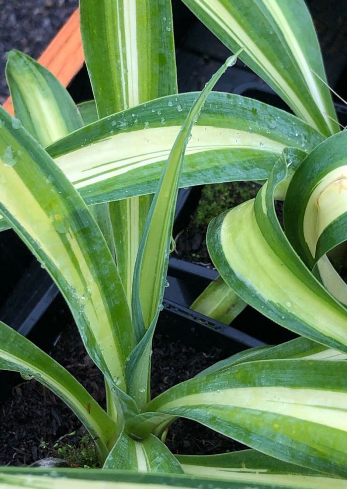 Beshorneria yuccoides 'Flaming Glow'