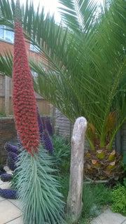 Echium wildprettii