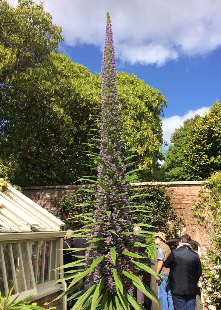 Echium pininana 'Pink Fountain'