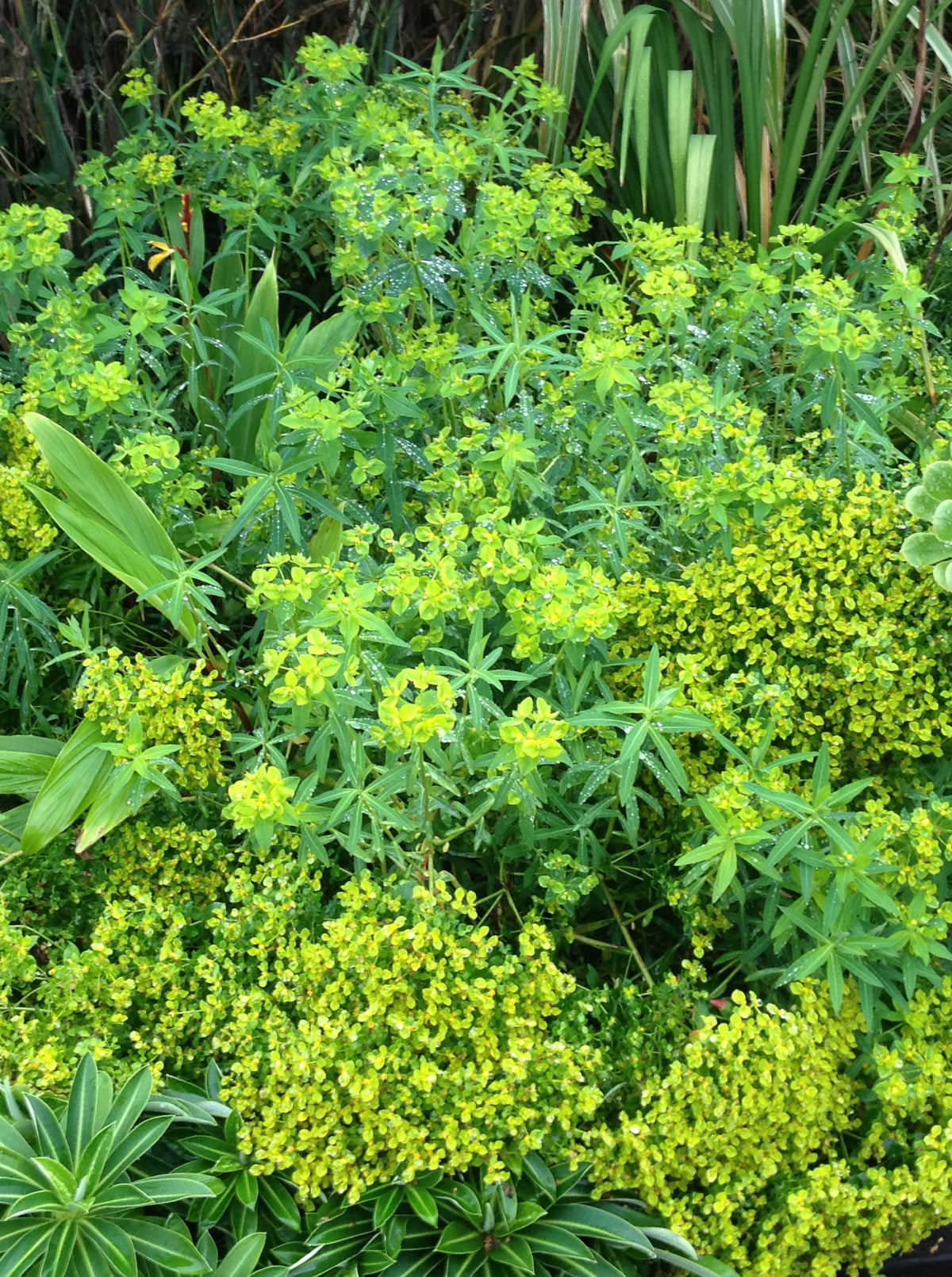 Euphorbia ceratocarpa