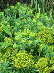 Euphorbia ceratocarpa