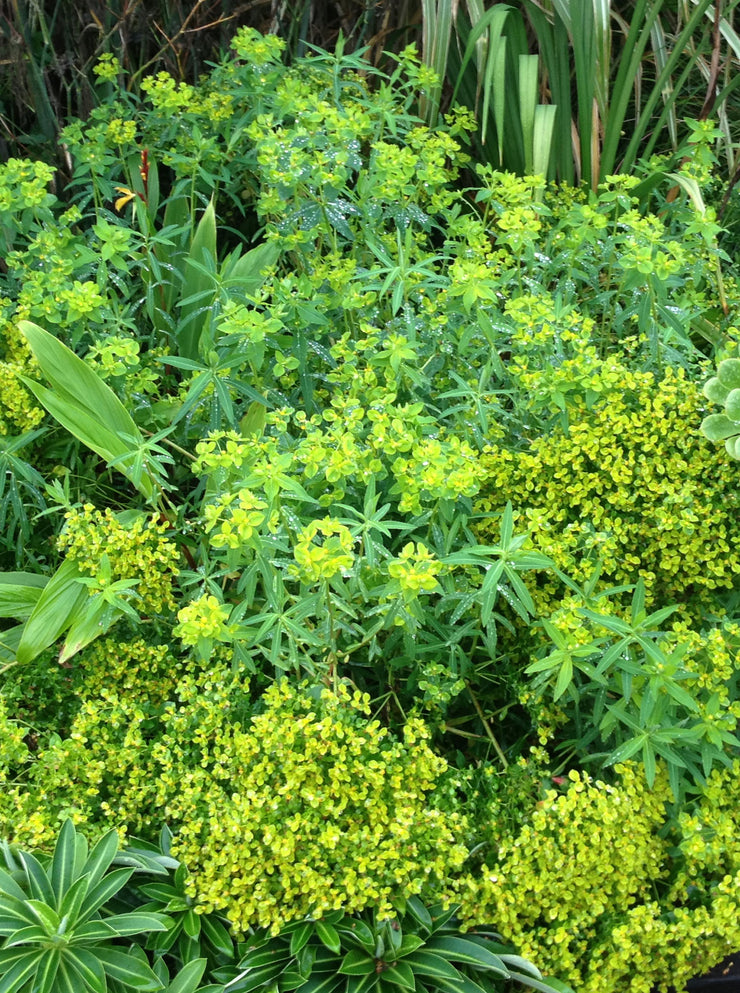 Euphorbia ceratocarpa