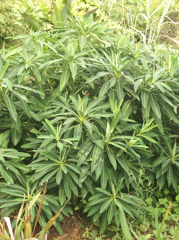 Euphorbia x pasteuri 'John Phillips'