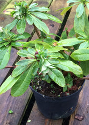 Euphorbia robbiae