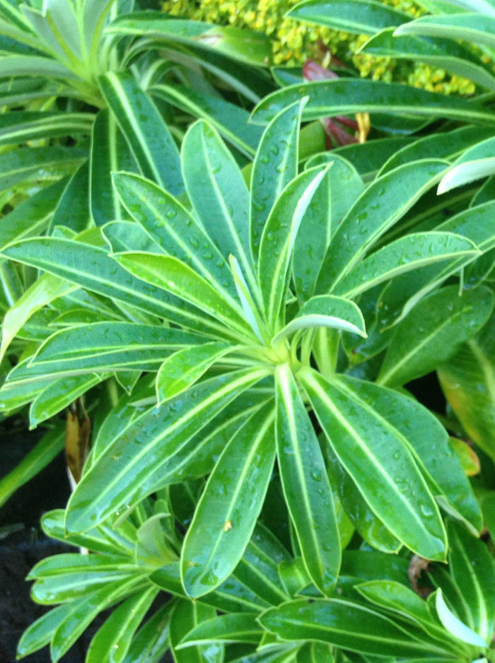 Euphorbia stygiana
