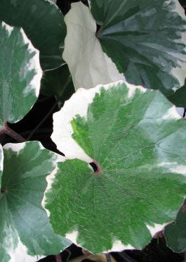 Farfugium japonicum 'Argenteum'