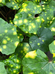 Farfugium japonicum 'Aureomaculatum'