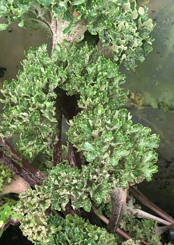 Farfugium japonicum 'Shishi Botan'