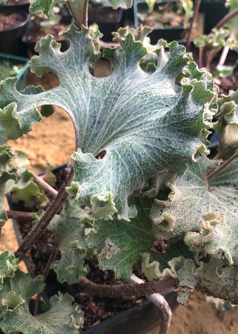 Farfugium japonicum 'Wavy Gravy'