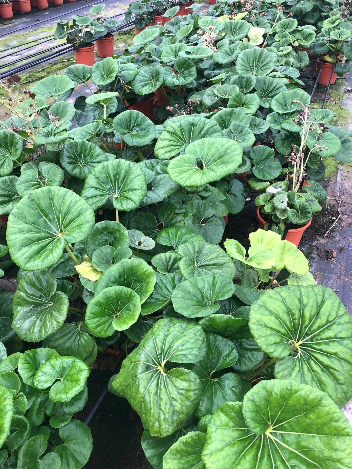 Farfugium japonicum 'Giganticum'