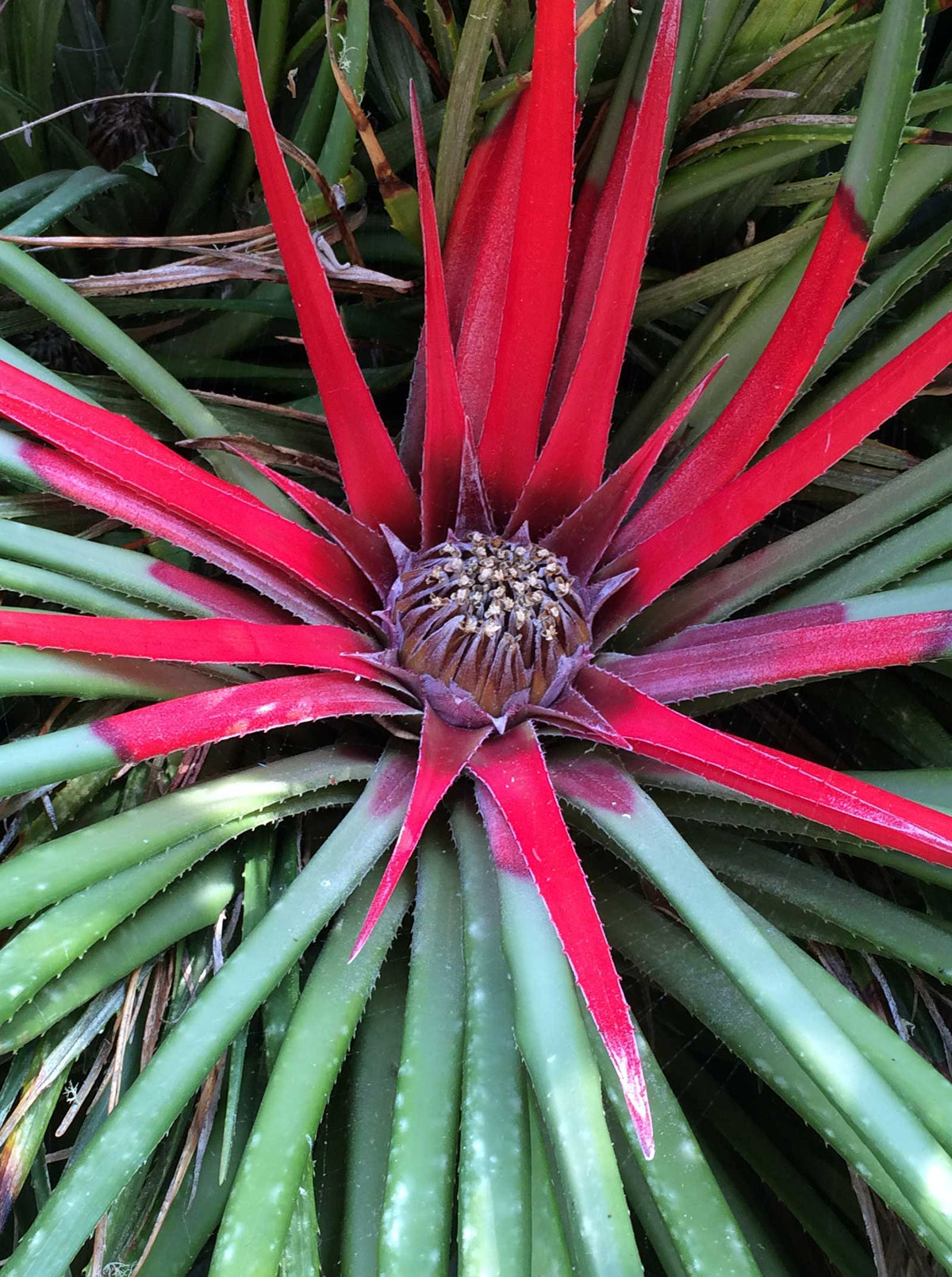 Fascicularia bicolour