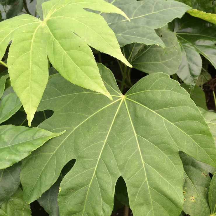 Fatsia polycarpa 'Megafatsia'