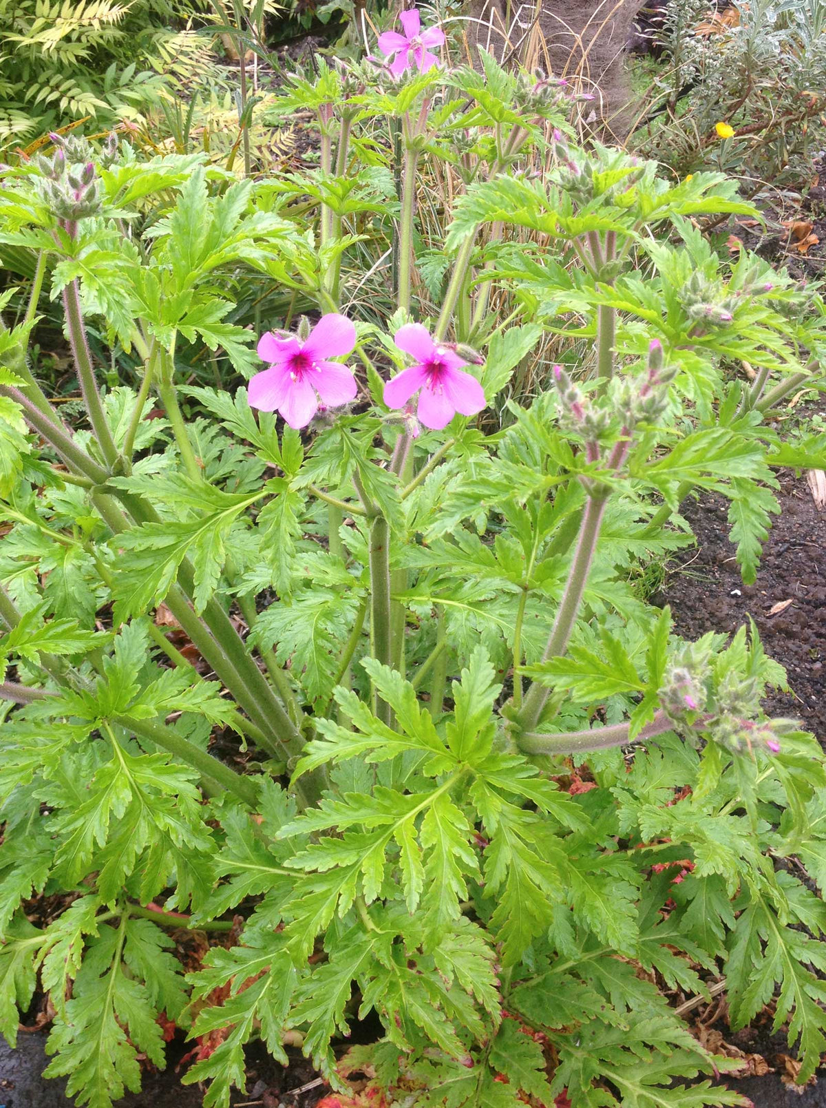 Geranium palmatum