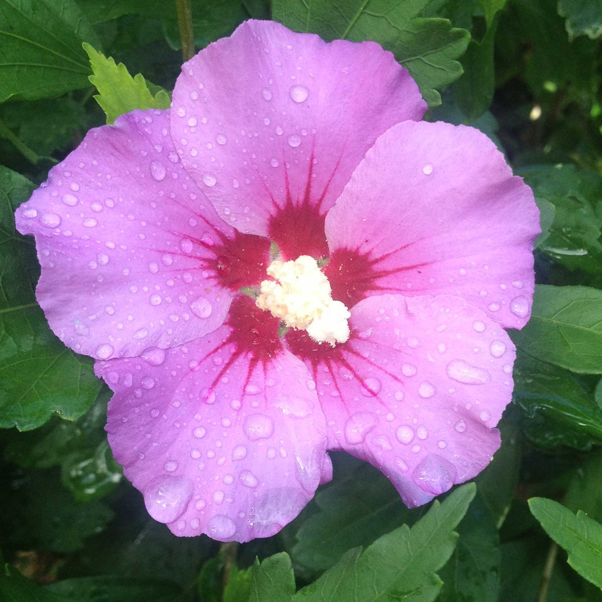 Hibiscus syriacus 'Woodbridge'