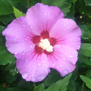 Hibiscus syriacus 'Woodbridge'