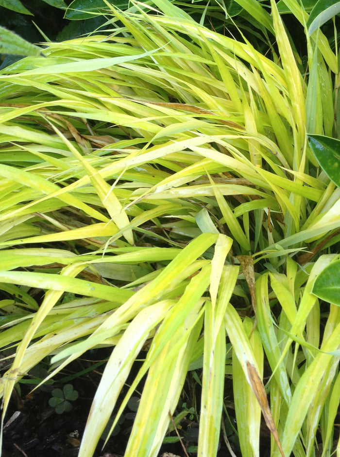 Hakonechloa macra 'Aureola'