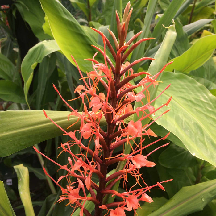Hedychium coccineum var. Aurantiacum