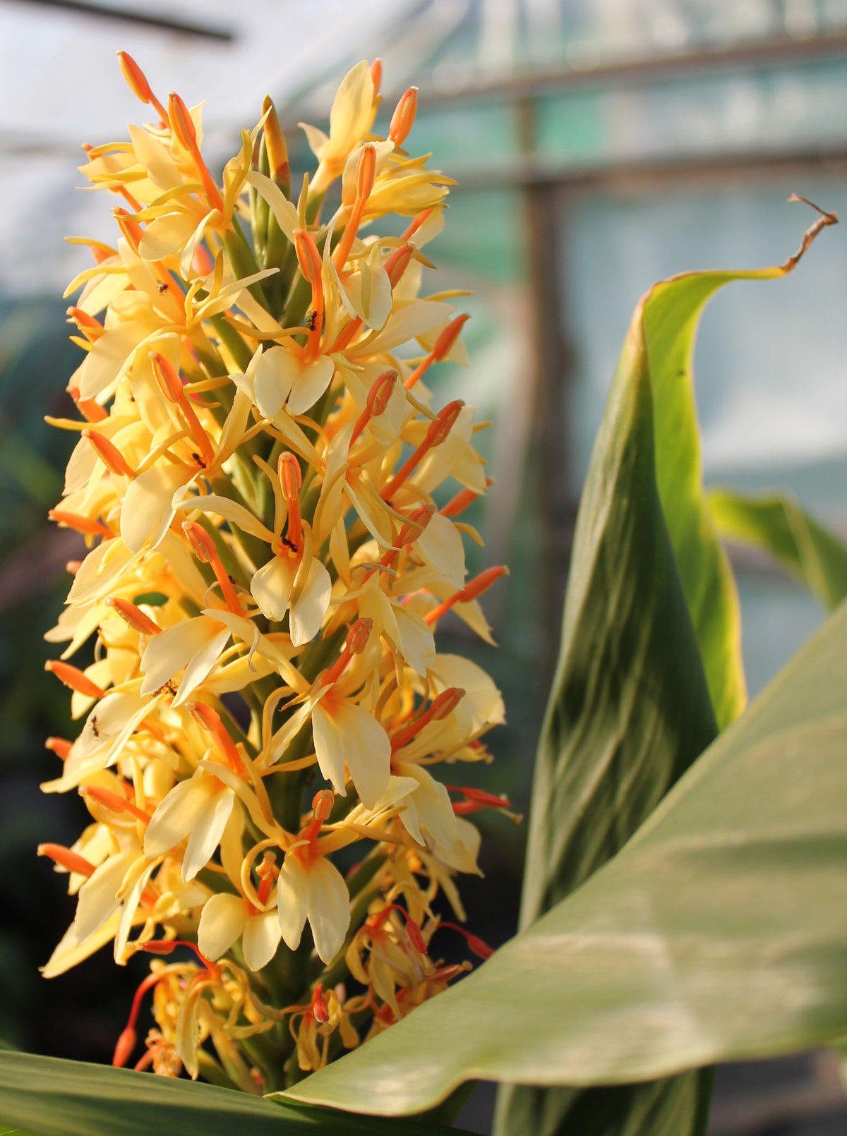 Hedychium densiflorum 'Steven'