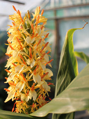 Hedychium densiflorum 'Steven'