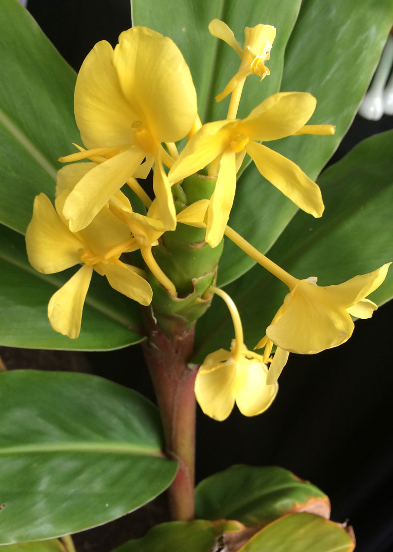 Hedychium wardii
