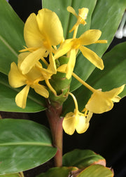 Hedychium wardii