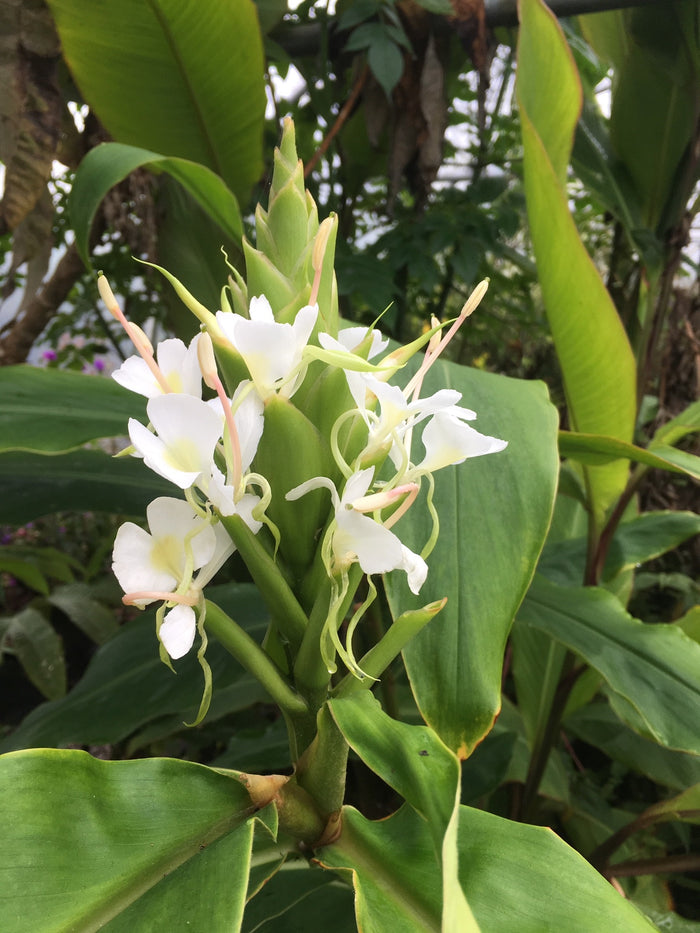 Hedychium coronarium 'Gold Spot'