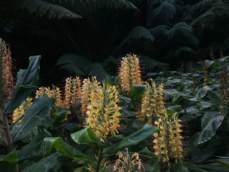 Hedychium gardnerianum