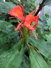 Hedychium greenii