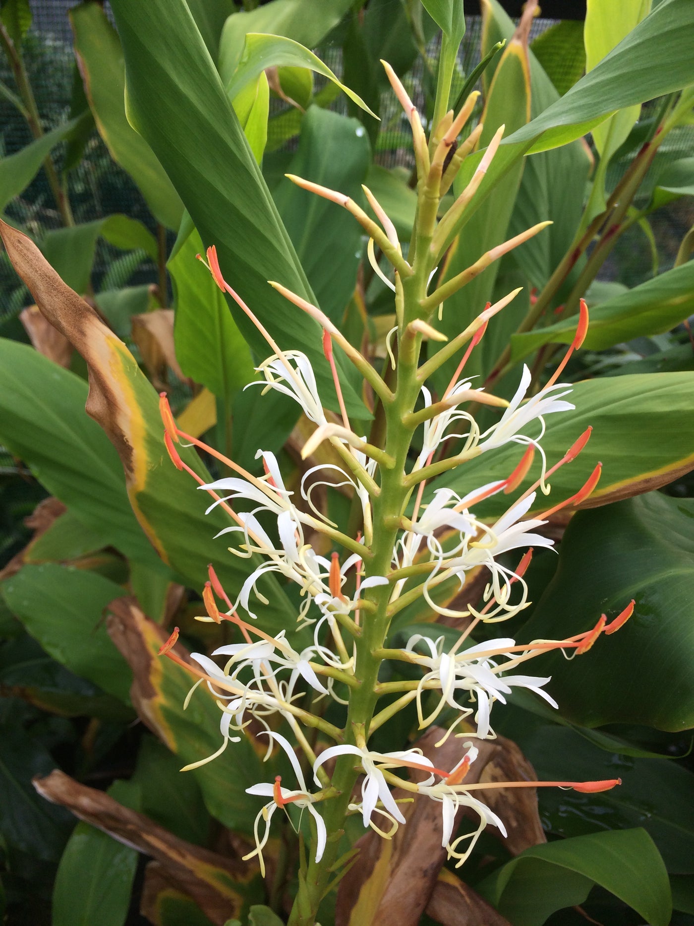 Hedychium griffithianum