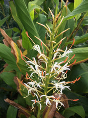Hedychium griffithianum