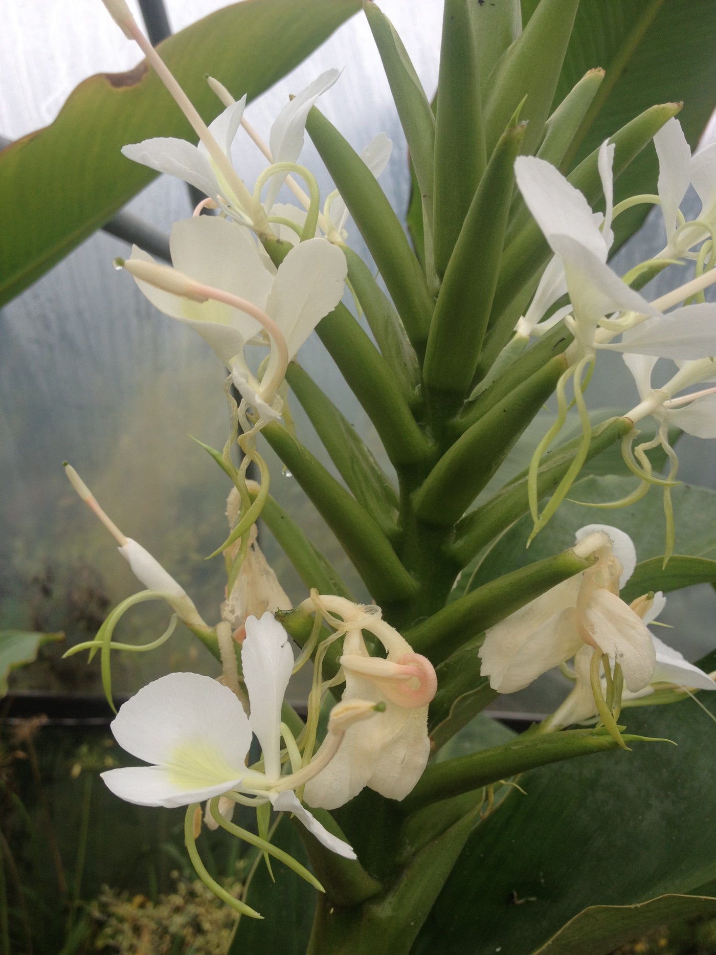 Hedychium coronarium