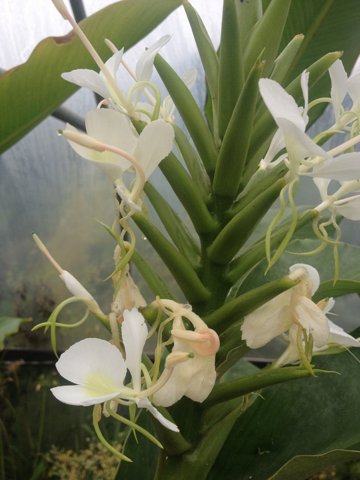Hedychium coronarium