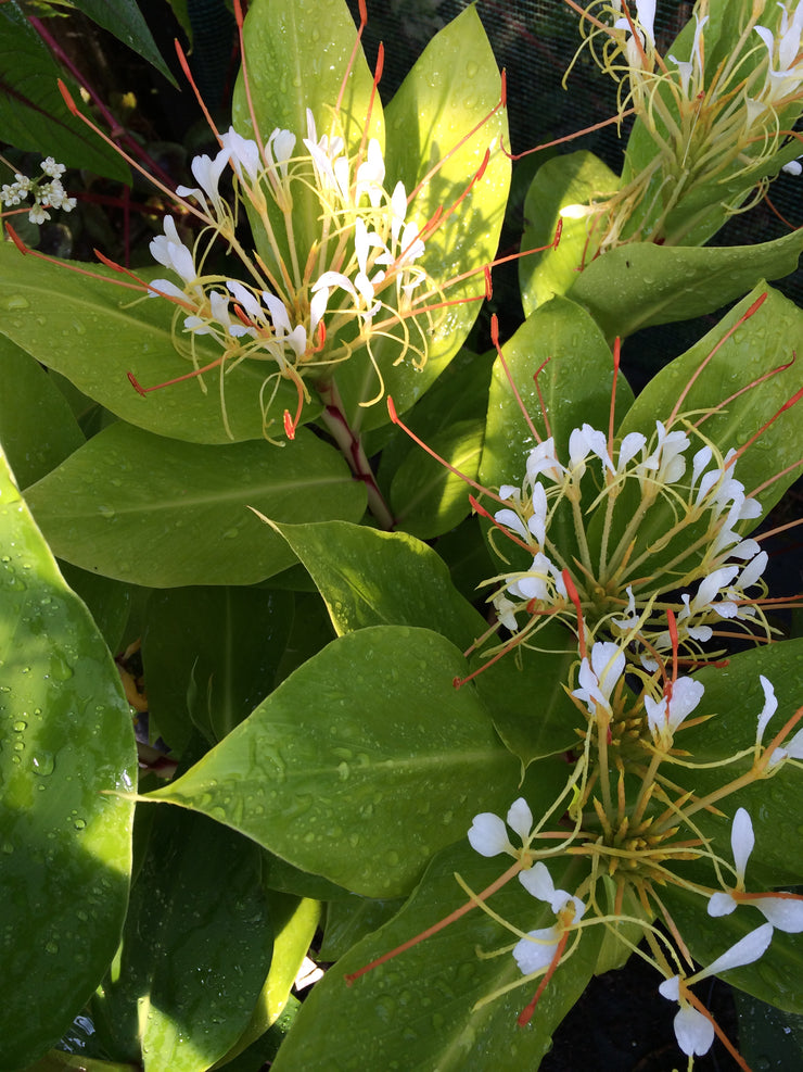 Hedychium ellipticum